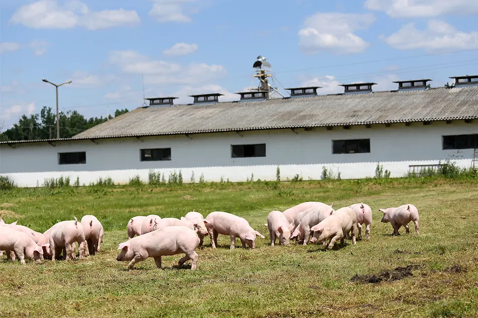 Allevamento di maiali moderno poco non queste attrezzature per 6 maiali