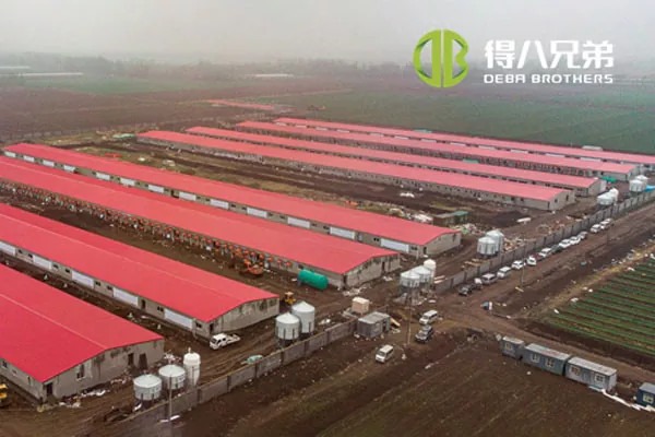 ãProgetto linea completaãShandong Zhucheng4800 scrofe farm