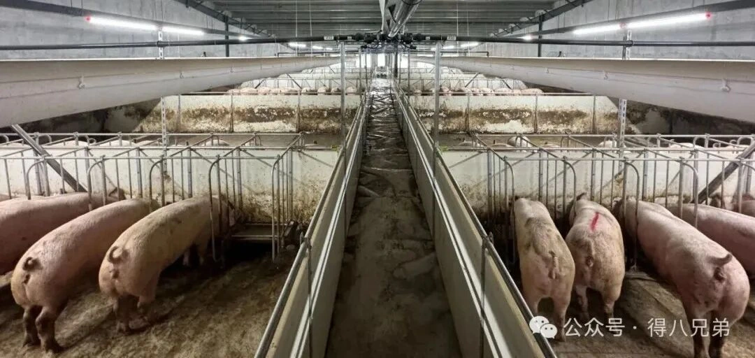 Materie prime locali: le sinergie principali e i vantaggi in termini di valore dell'alimentazione liquida negli allevamenti di suini