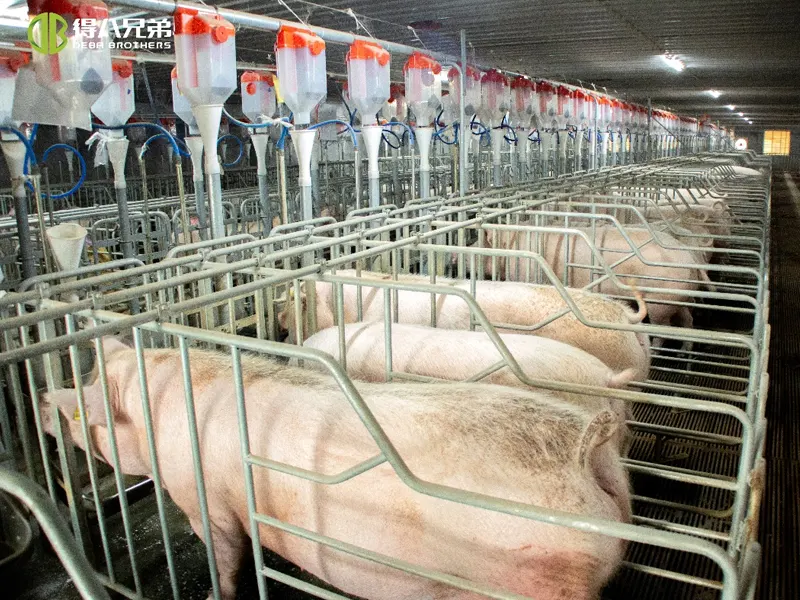 Gestione della ventilazione delle stalle per suini: dagli errori comuni alle soluzioni scientifiche – Una guida completa