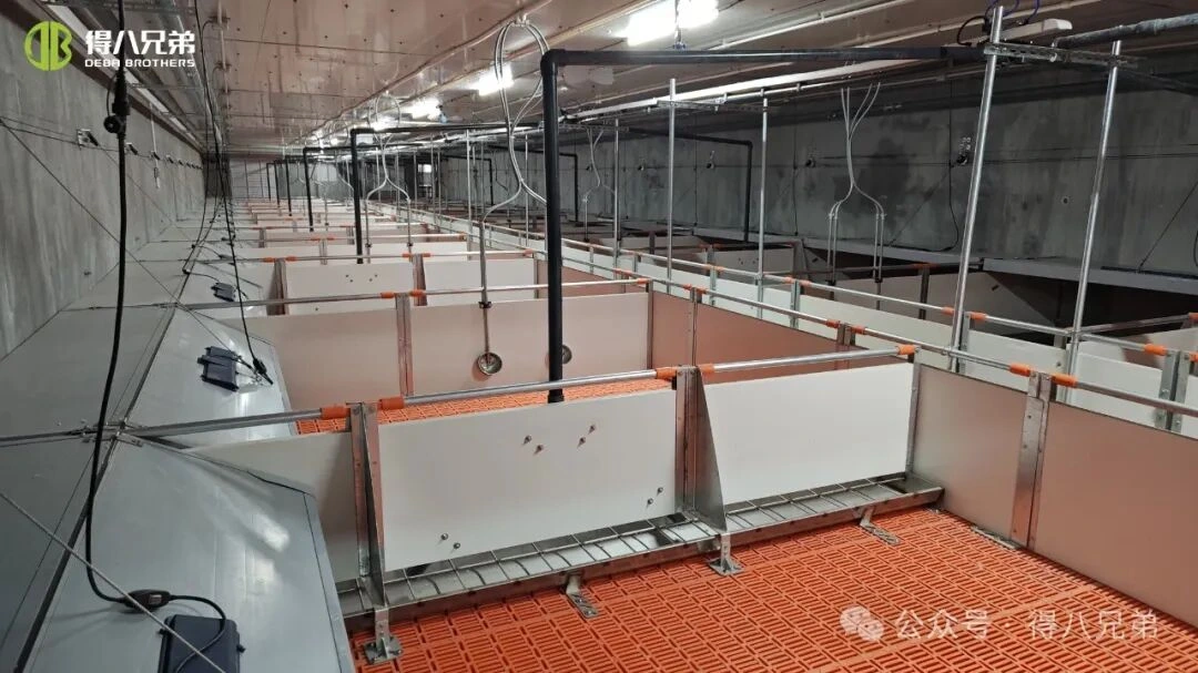 Prevenzione e gestione dello stress da caldo negli allevamenti di suini durante la stagione calda