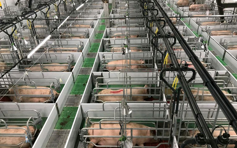 Nutrizione precisa e gestione scientifica: potenziare l'allevamento efficiente delle scrofe in gestazione - Debabrother aiuta gli allevamenti di suini a migliorare la qualità e l'efficienza