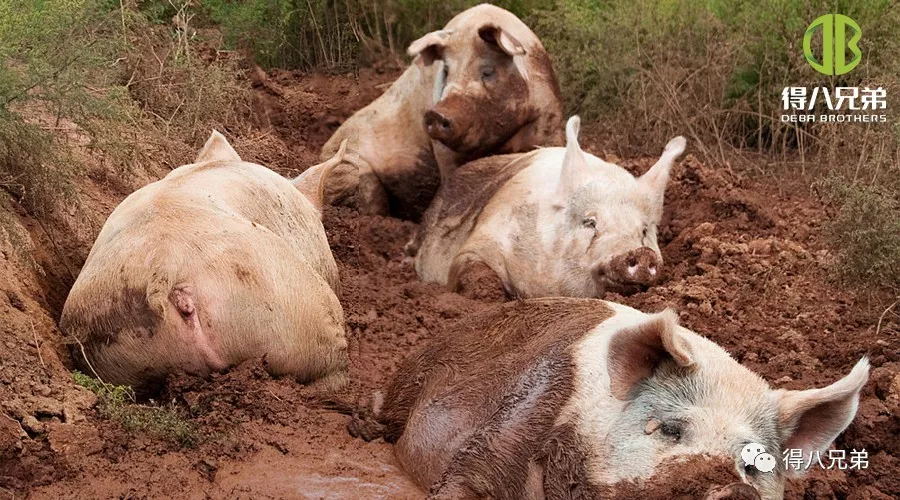 Effetti dello stress da caldo sulla salute intestinale, sul sistema immunitario e sulla qualità della carne dei suini