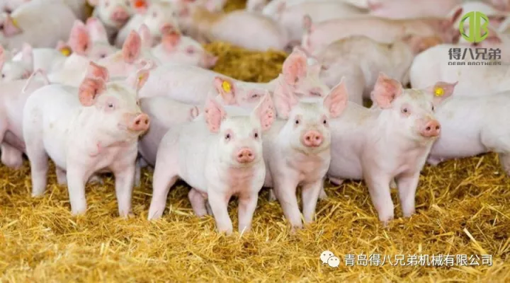 Migliorare il benessere degli animali da allevamento di suini – Edizione Cina