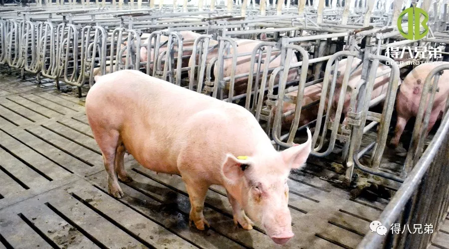 Effetti del mangime fermentato sulle scrofe in gestazione