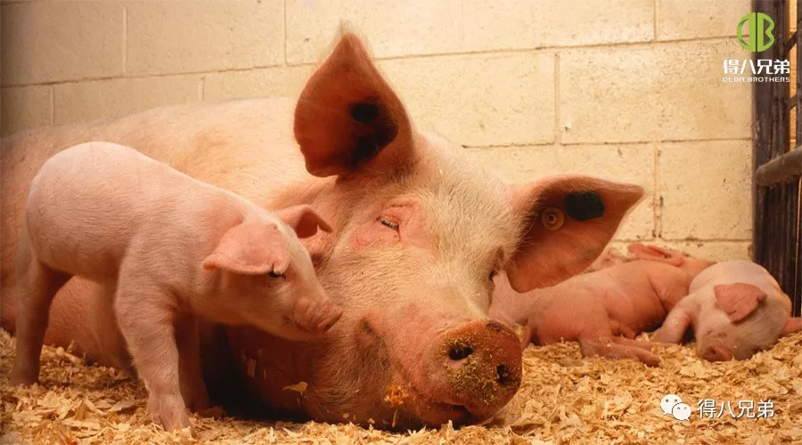 Impatti del benessere animale sulla produzione di suini