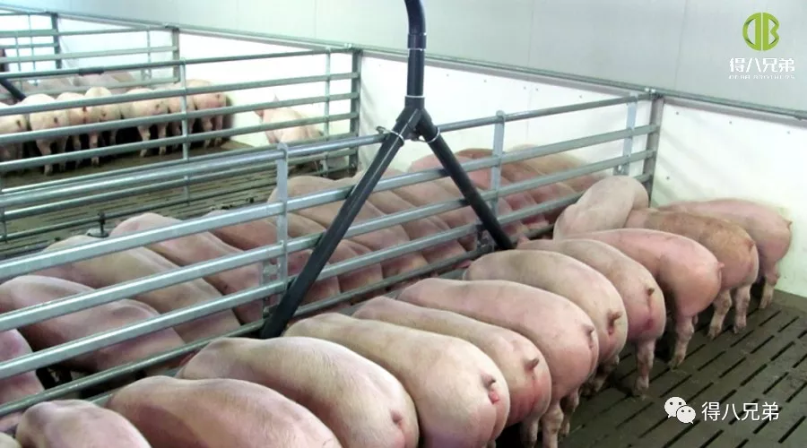Stato della ricerca sui mangimi fermentati in Cina