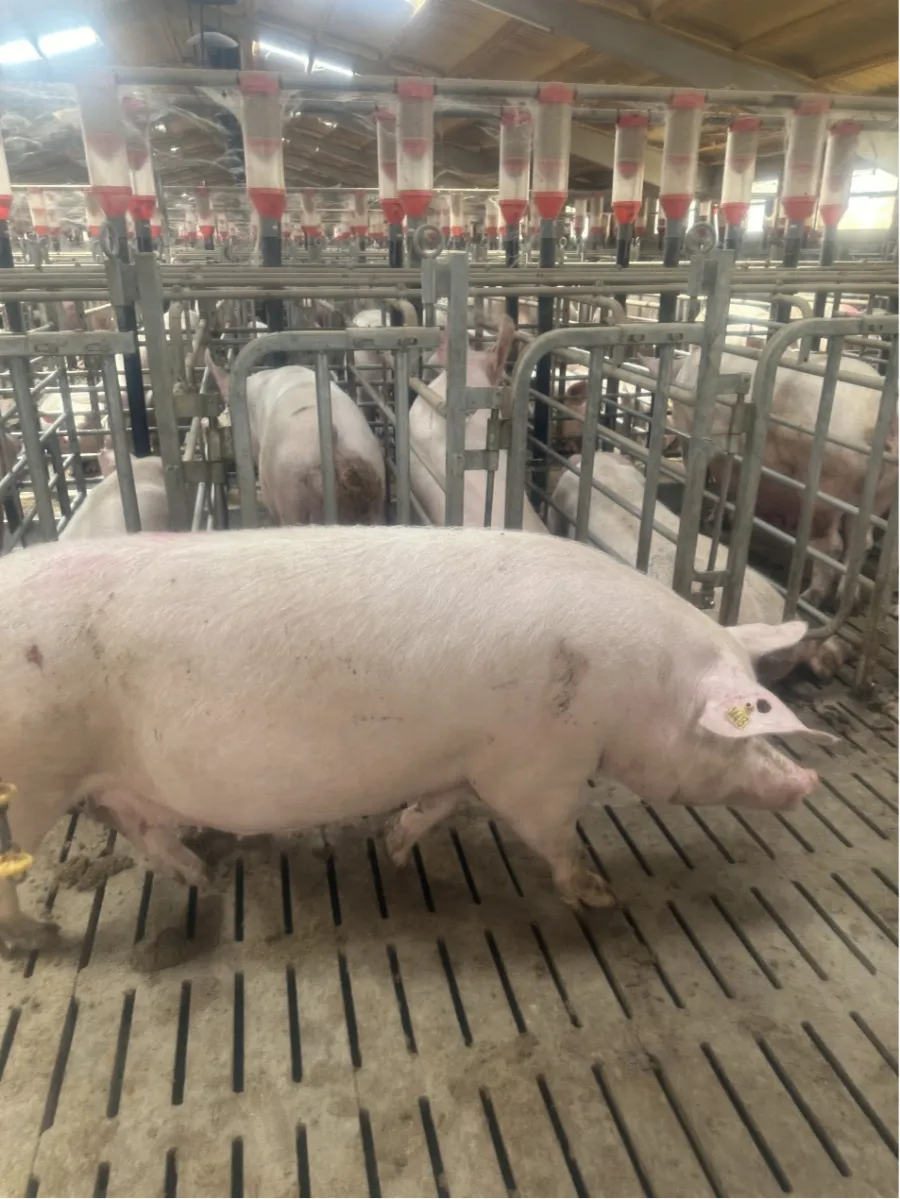 Debabrother conduce visite di ritorno ai clienti in Spagna