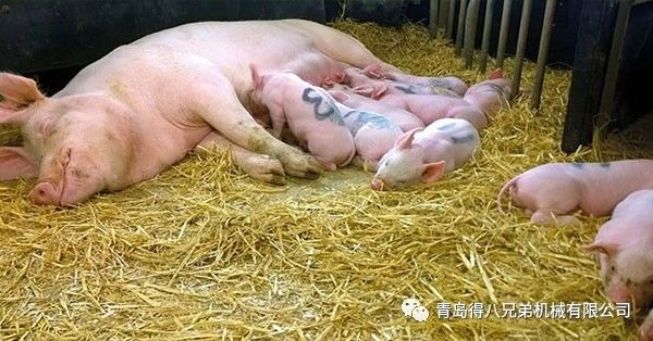 pig farming